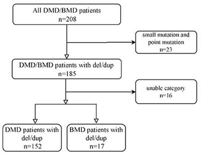 Walking alone milestone combined reading-frame rule improves early prediction of Duchenne muscular dystrophy